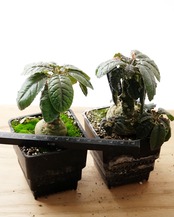 抜き苗 ドルステニア エラータ M Dorstenia elata