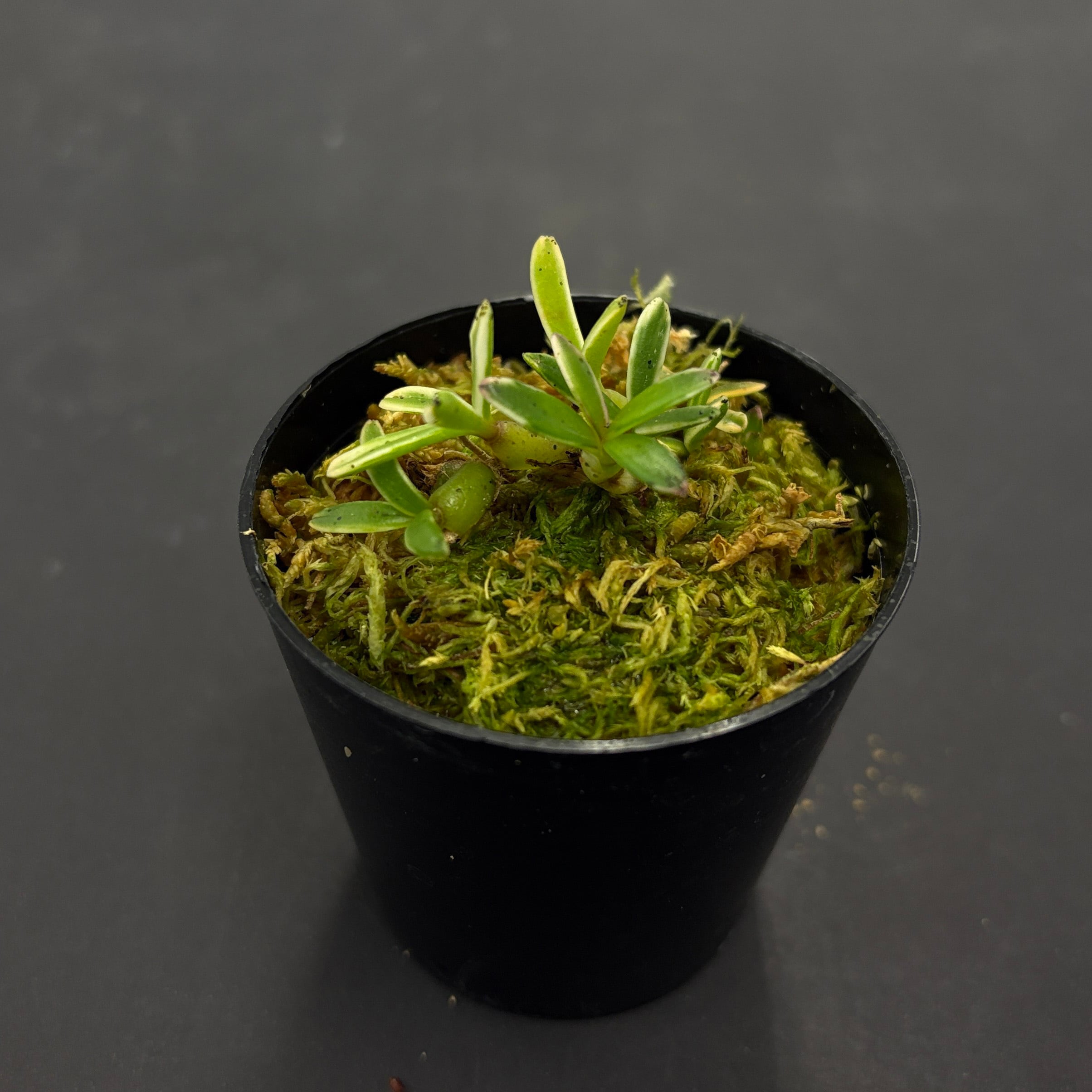 斑入り】メディオカルカ デコラタム Mediocalcar decoratum【着生ラン