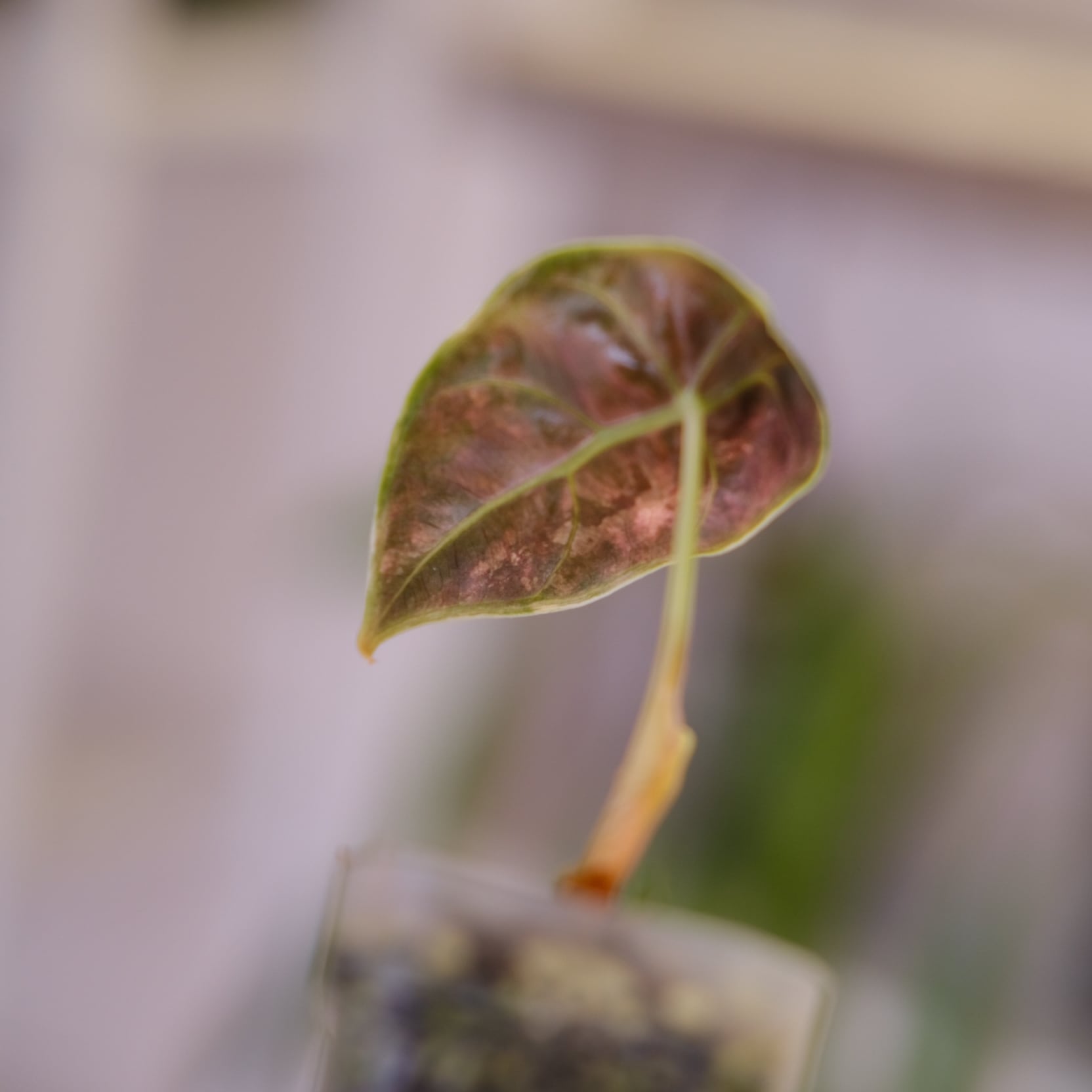 希少 アロカシア アズラニー オーレア kajoen_20green09-26