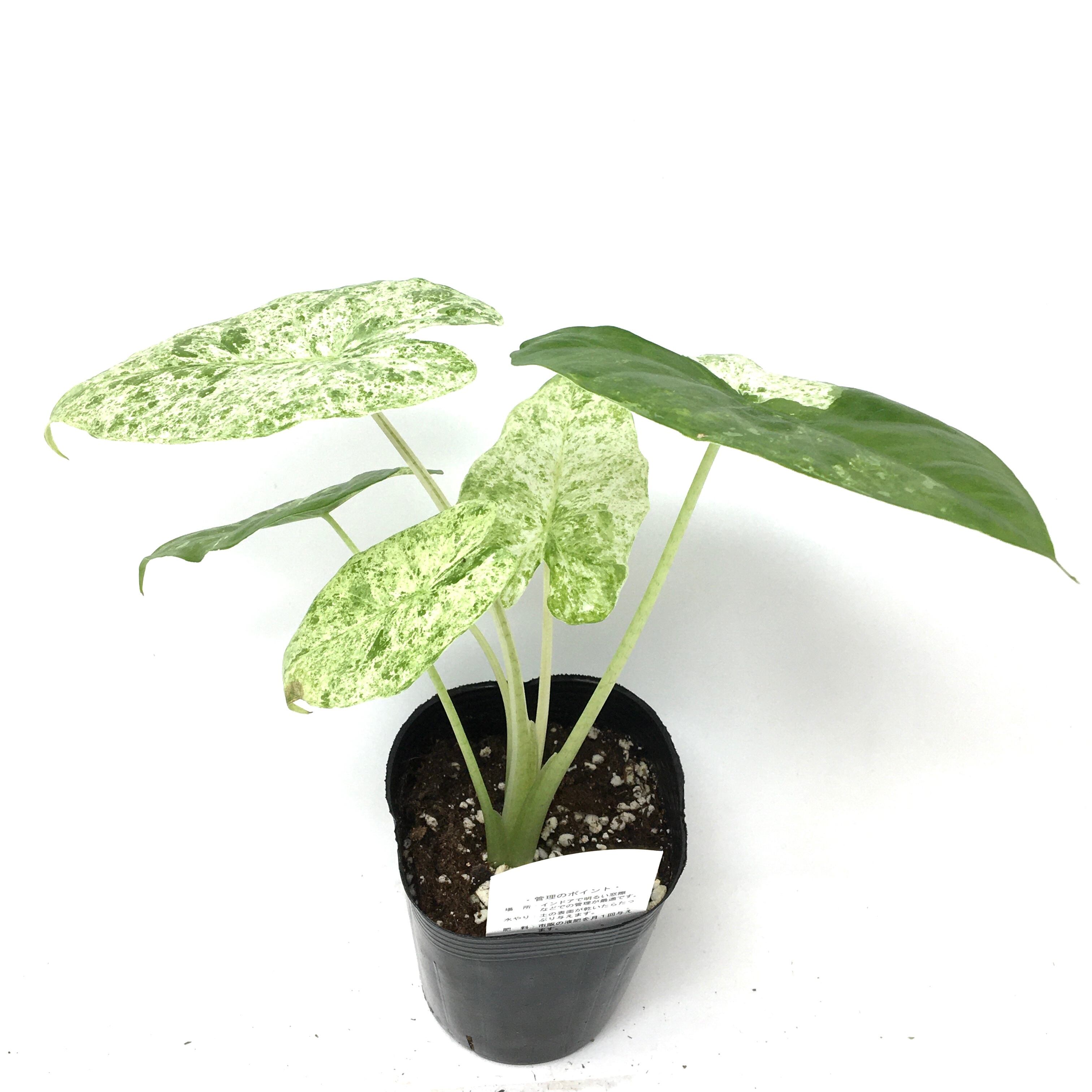 アロカシア オドラ バリエガータ【662】 | PROTOLEAF プロトリーフ 