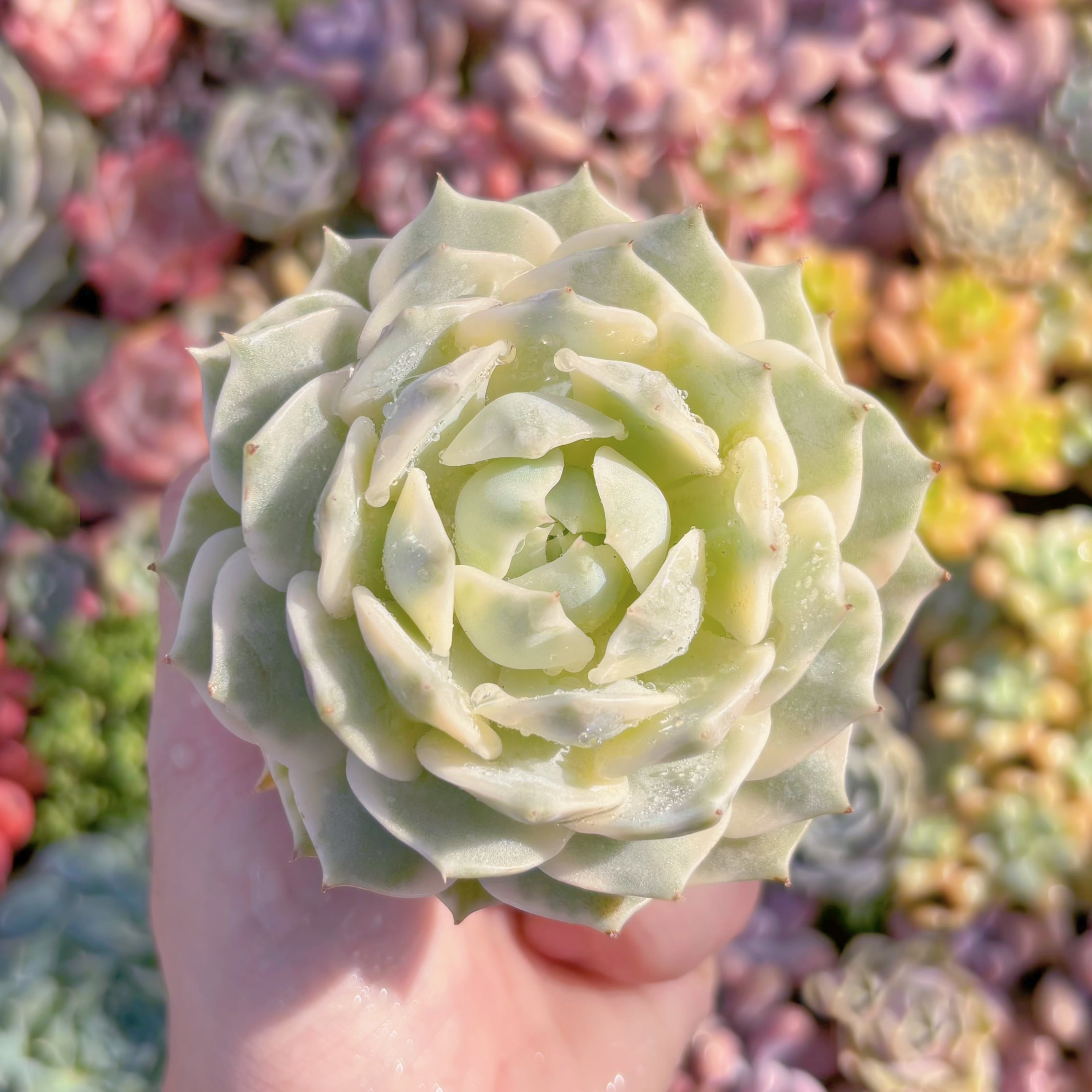 多肉植物　ローラ錦　新入荷　るる農園