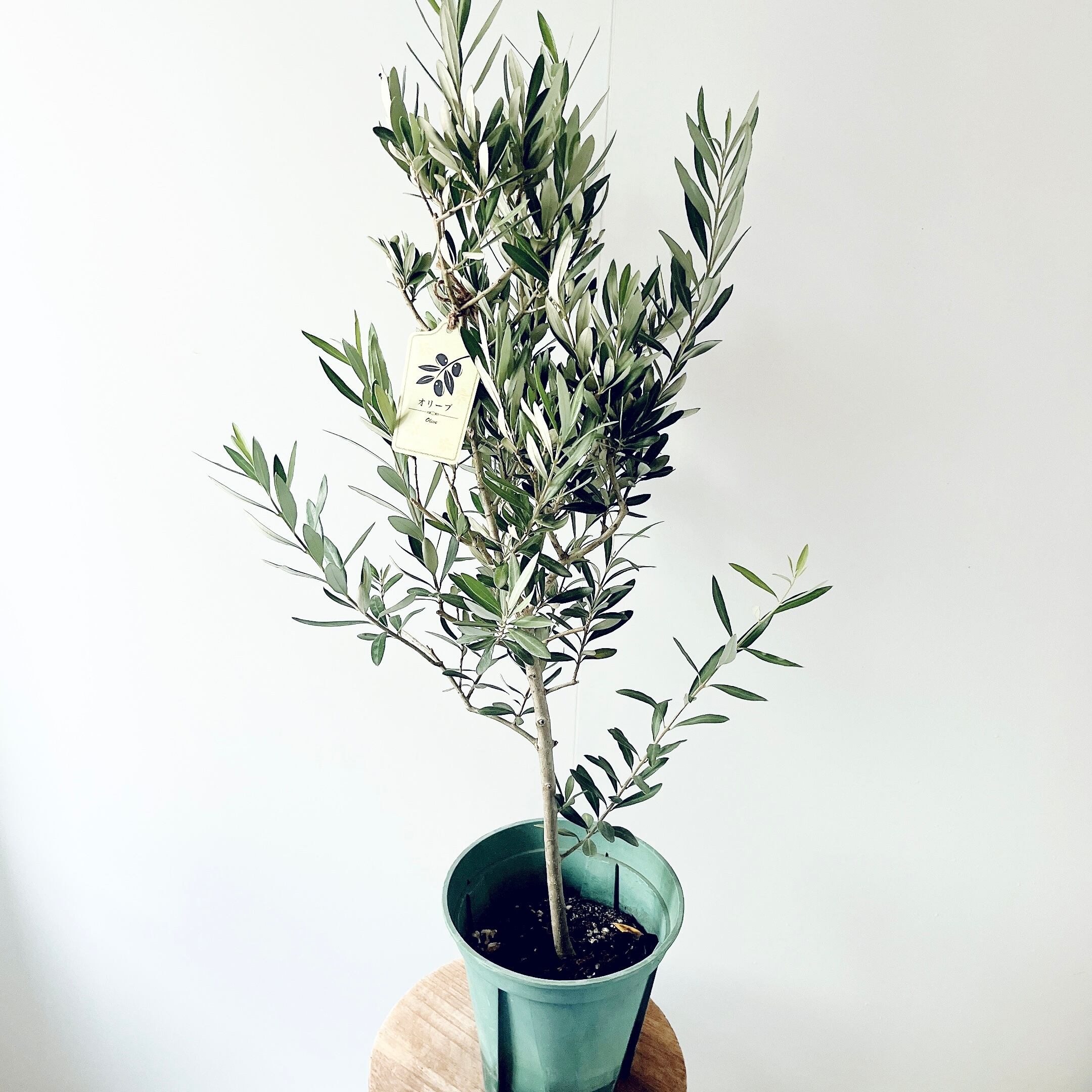 開花中✨ オリーブ チプレッシーノ Lサイズ 観葉植物 calm cafe 特別価格 | calm cafe☕️