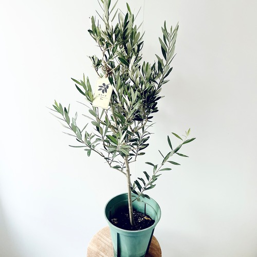 【特A品】オリーブ チプレッシーノ Lサイズ 観葉植物 calm cafe