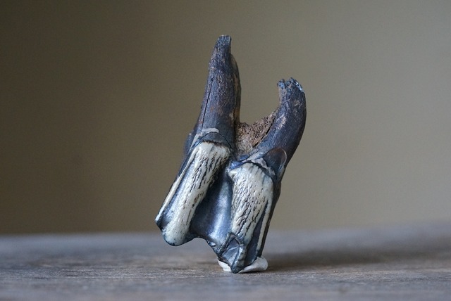 草食動物 歯化石　Tooth Fossil A