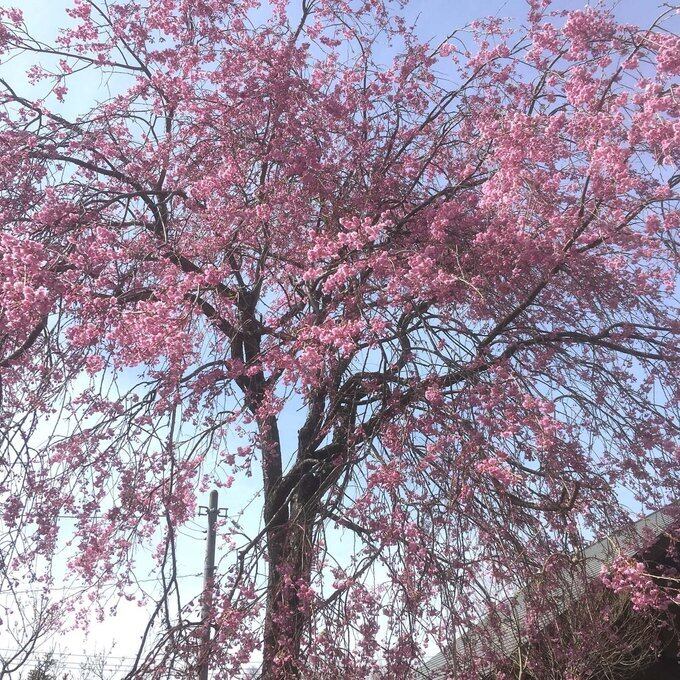 【一点物】✦⋆.八ヶ岳の森の贈り物 ✦⋆.·考える猫と桜の木とルチルクォーツのアロマボトルネックレス ⋆.·✦