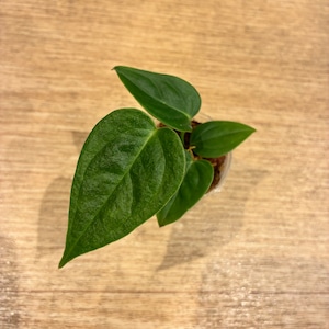 アンスリウム　ベイチー　Anthurium veitchii