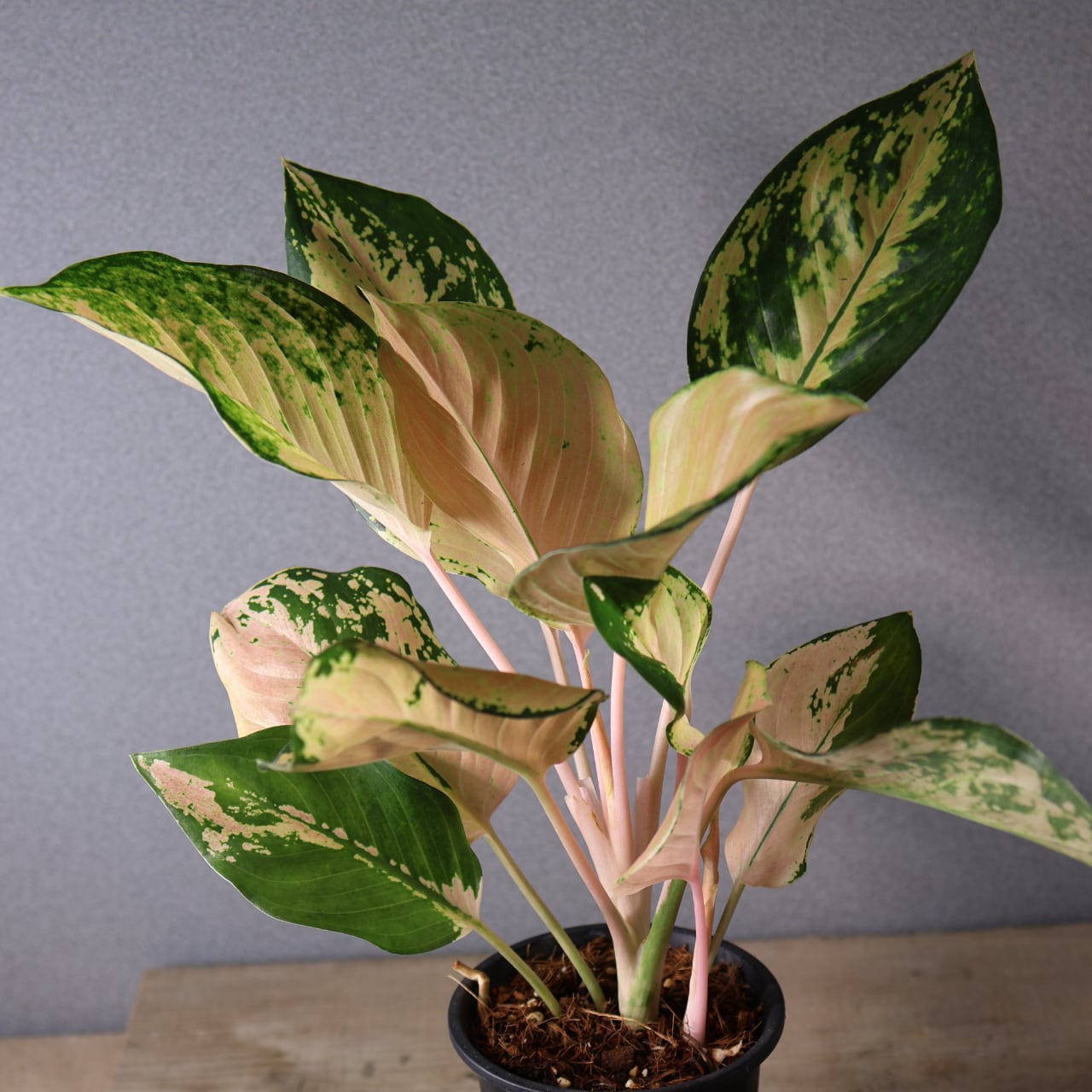 407 やさしい光をまとう『アグラオネマ アマゾン』観葉植物 【送料無料