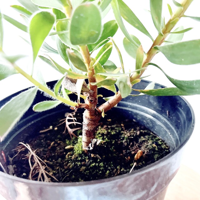 陽射しに映える リューカデンドロン サマージェム 観葉植物 calm cafe