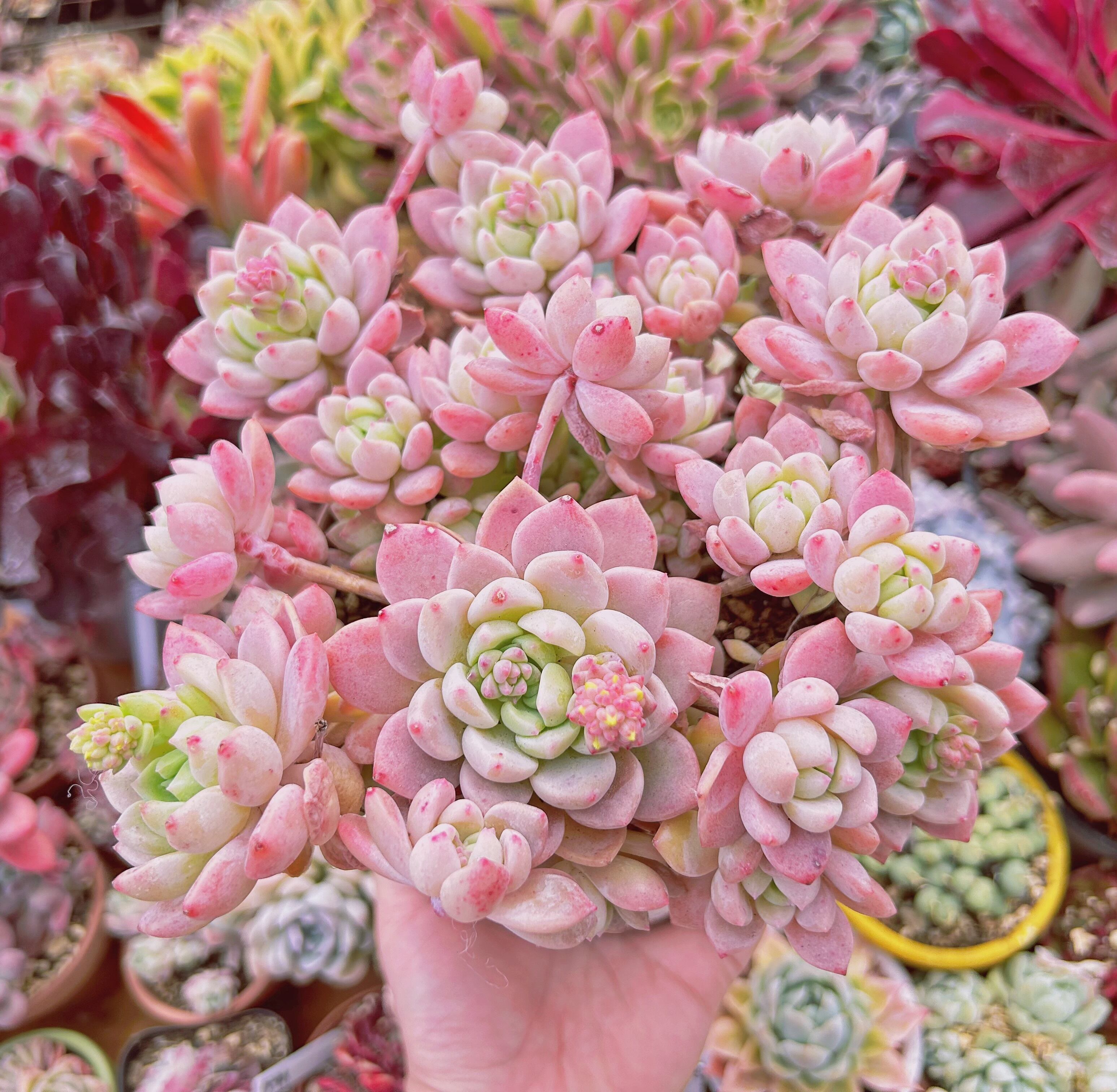 #240現物　多肉植物　プロリフェラxラウル　特大