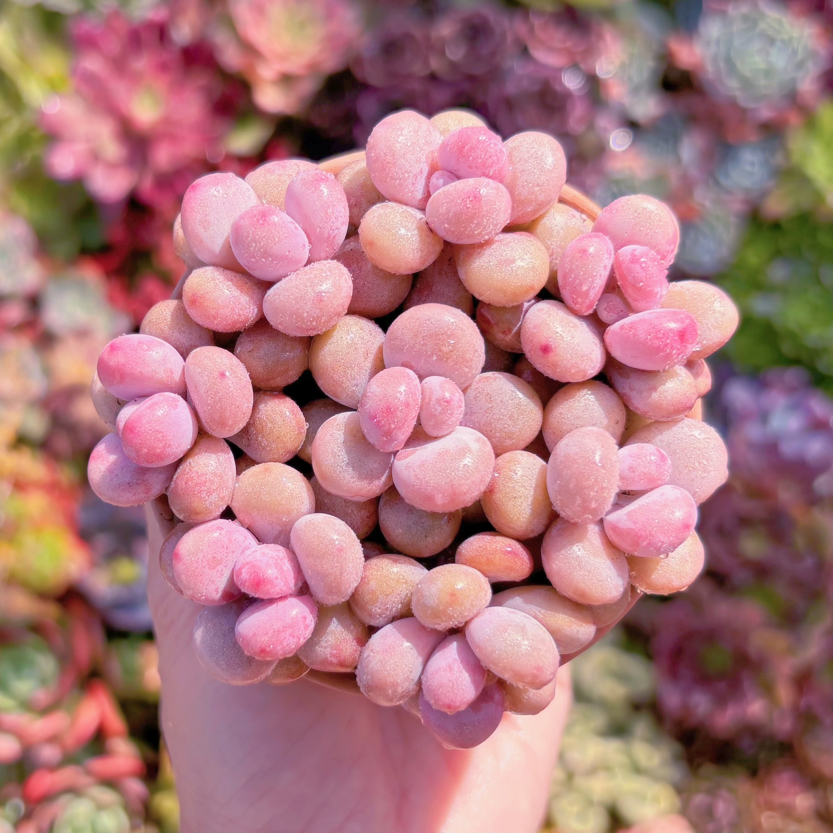 多肉植物　膵臓のたまご(8苗)　新入荷　るる農園