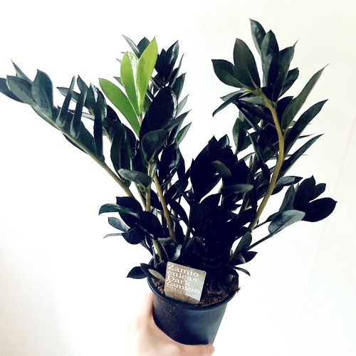 【希少品種】Zamioculcas 'Dark Zamicro'｜ダークザミクロ 4号鉢 calm cafe