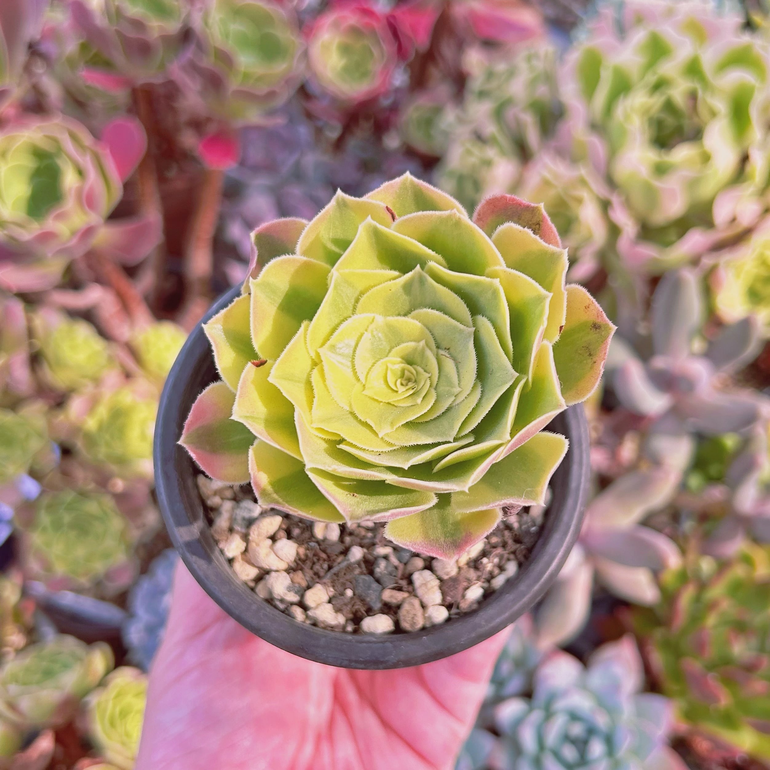 現物　多肉植物　ゴールドハロウィン　抜き苗