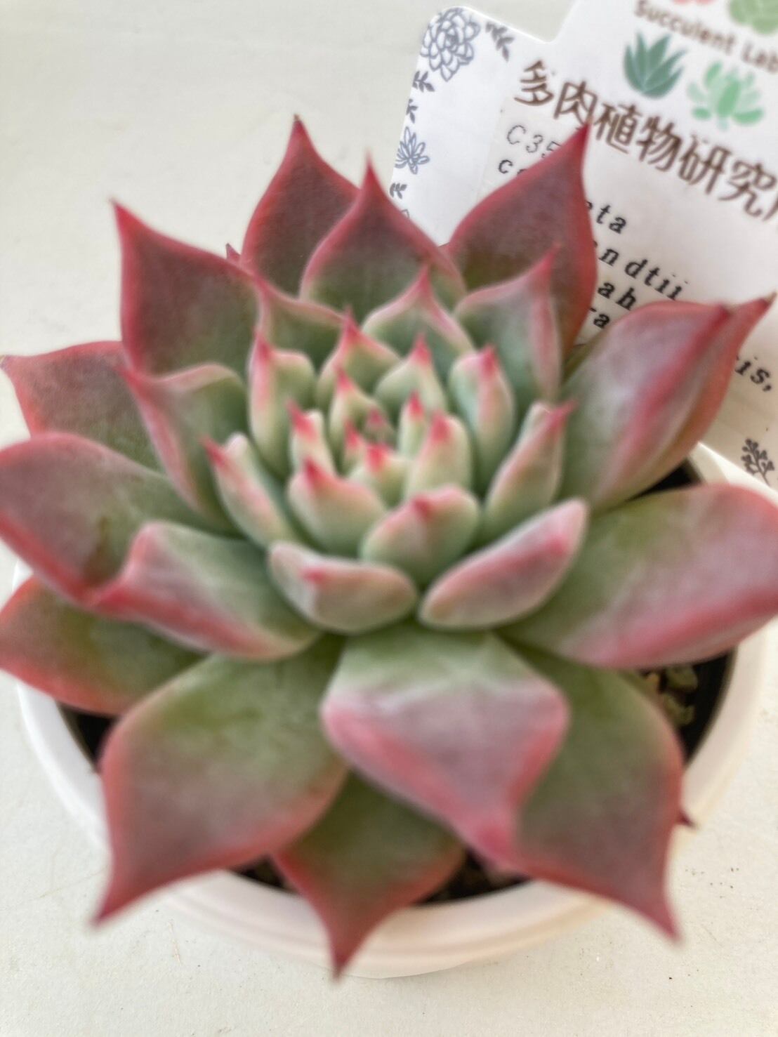 多肉植物 | 多肉植物研究所