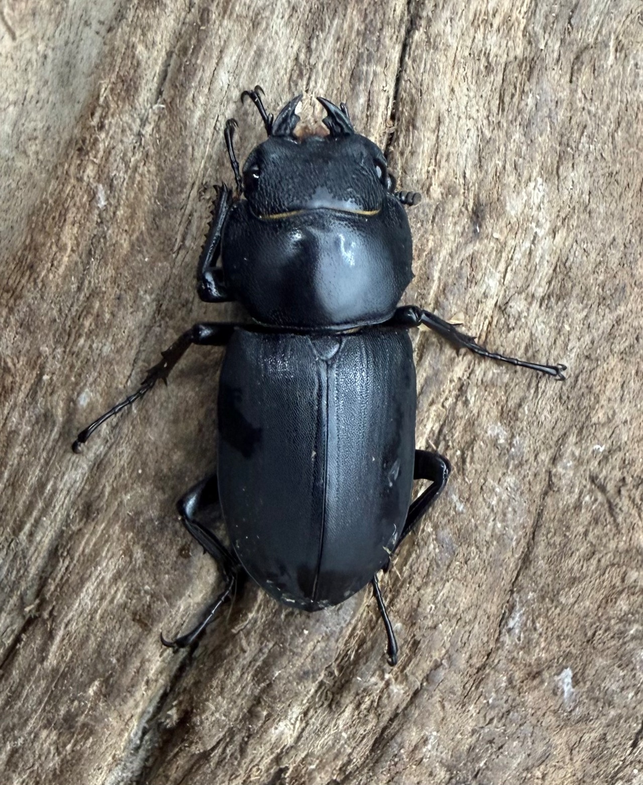 【WD】《ヒメオオクワガタ 北海道産 29.5mm ♀単》