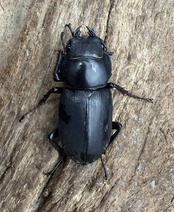 【WD】《ヒメオオクワガタ 北海道産 29.5mm ♀単》