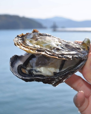 小豆島天領真牡蠣　殻付き・加熱用　15個セット（送料込み）