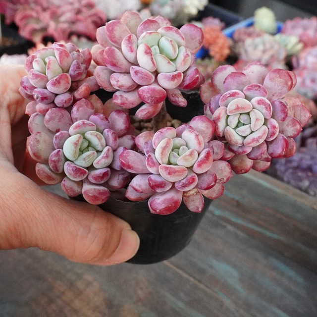 ※再入荷※ モリモリ大人気！ 【パールビーン 2】韓国多肉　群生が可愛い