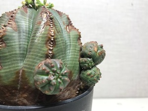 ユーフォルビア オベサ