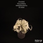 【送料無料】xerographica S〔エアプランツ〕現品発送T4331