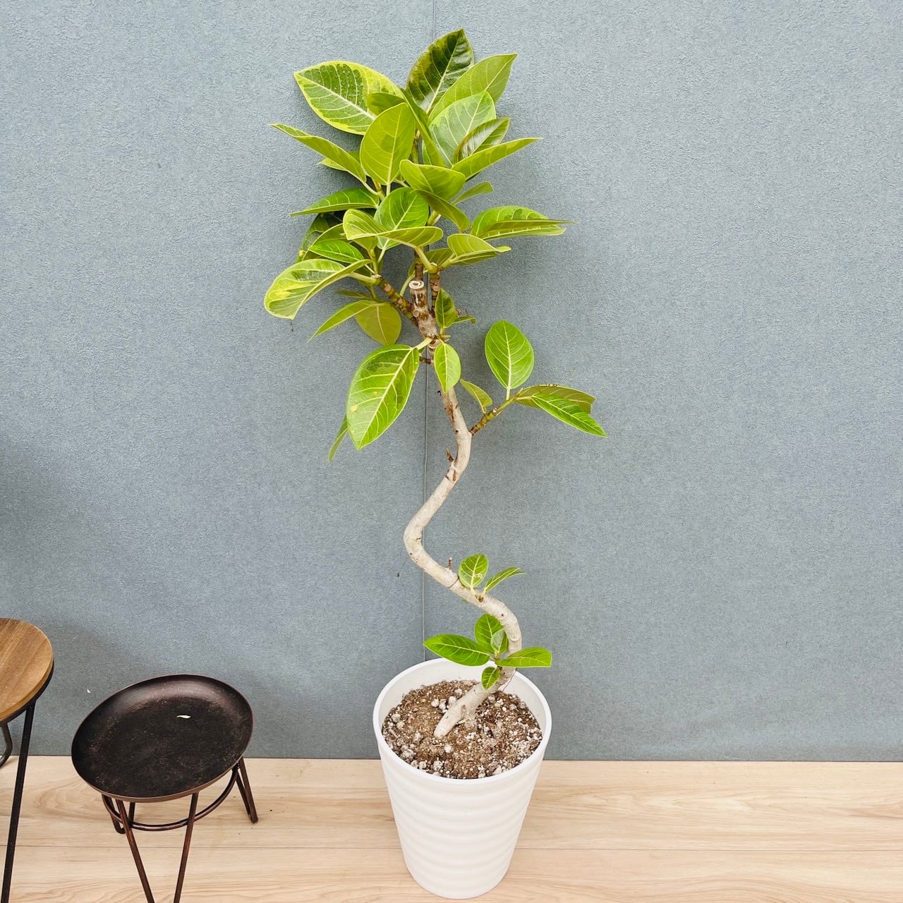 現品］19番 マドカズラ ミント 斑入り 7号 観葉植物 室内 かわいい