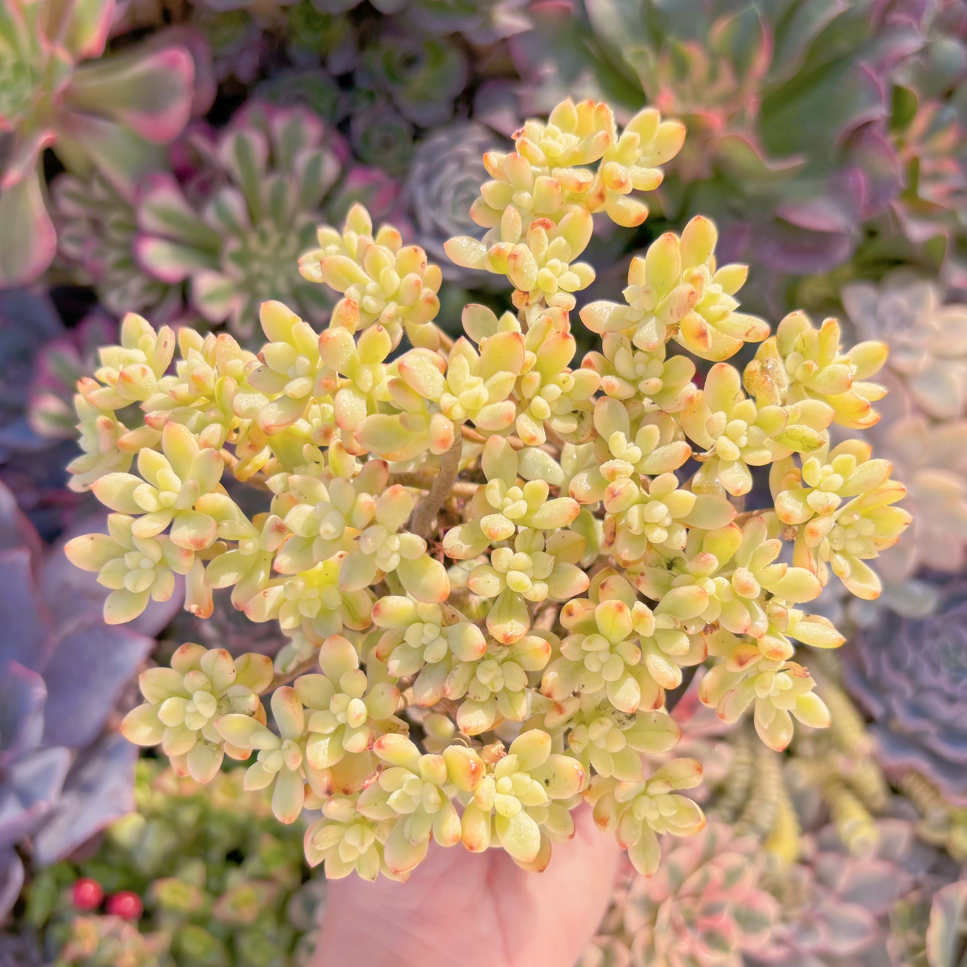 現品　マイキーシュガー錦#2160　るる農園