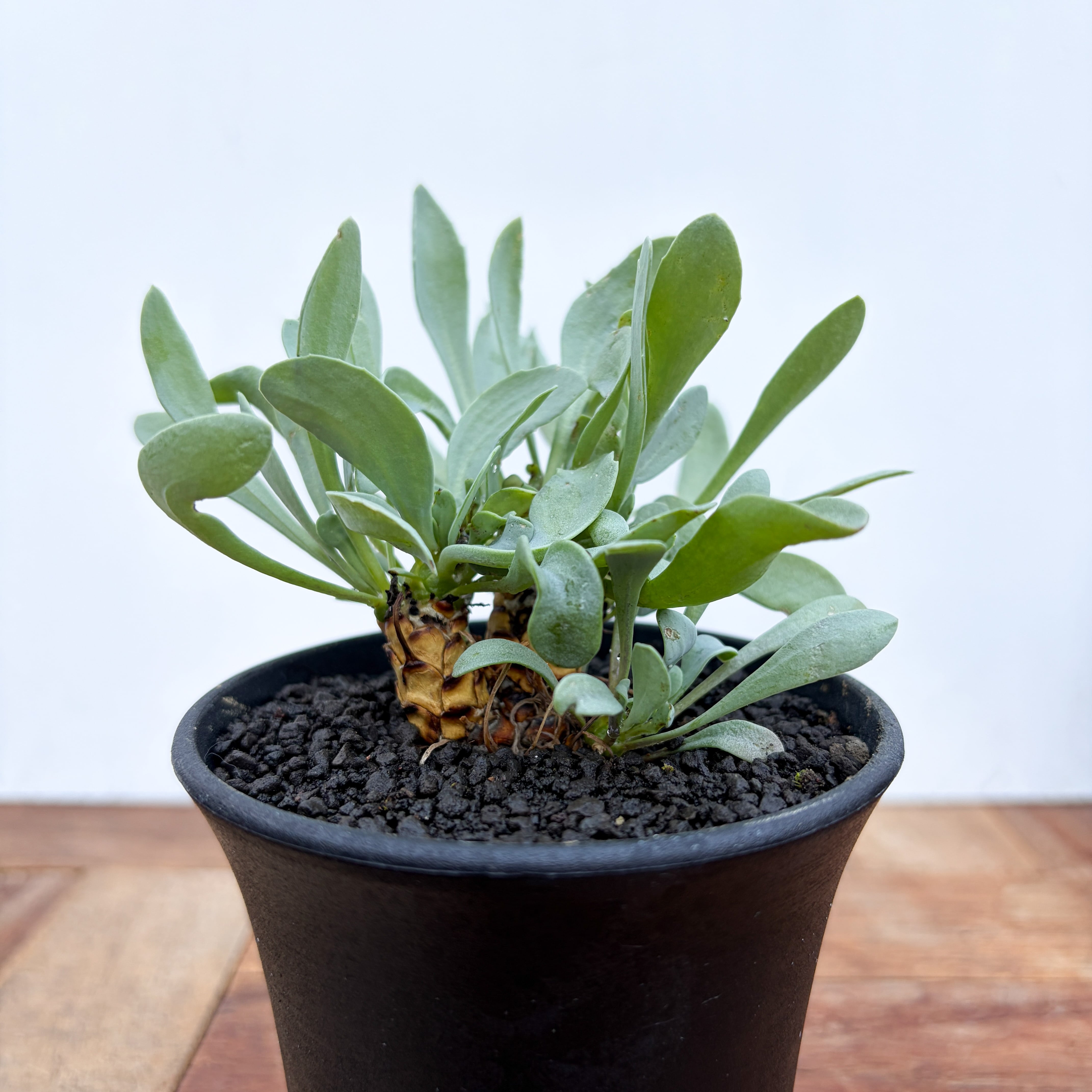 Othonna lepidocaulis【オトンナ・レピドカウリス】 | RIMO'S GREEN