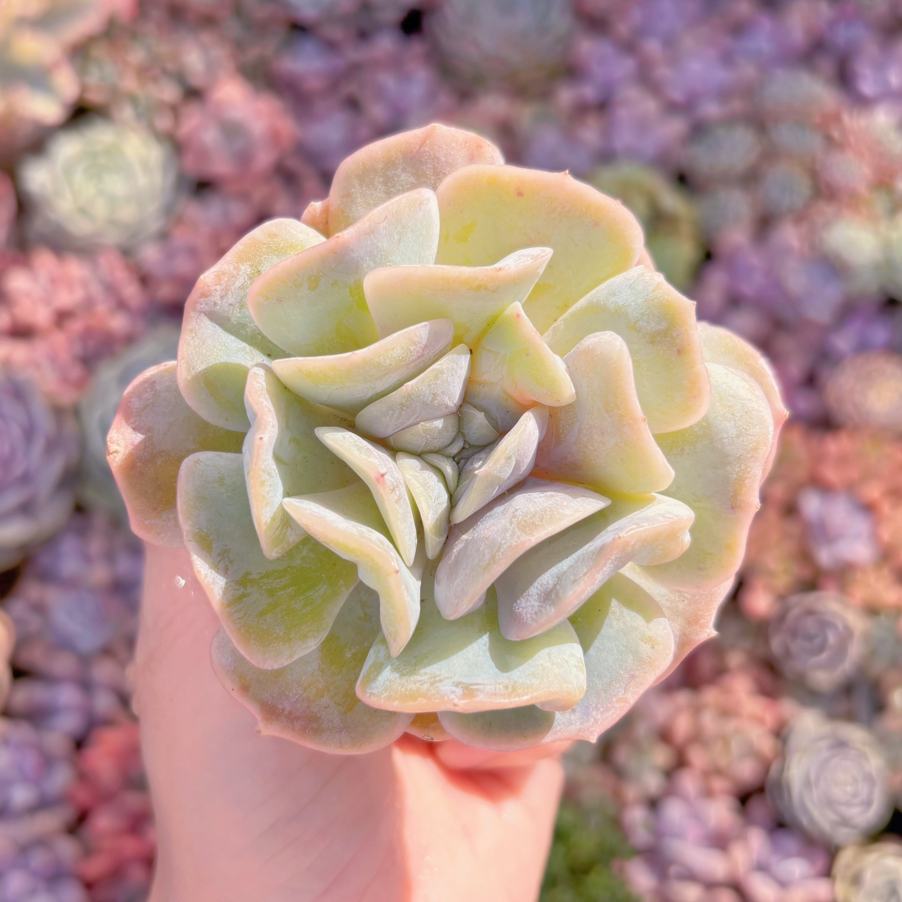 多肉植物　貝殻　新入荷　るる農園