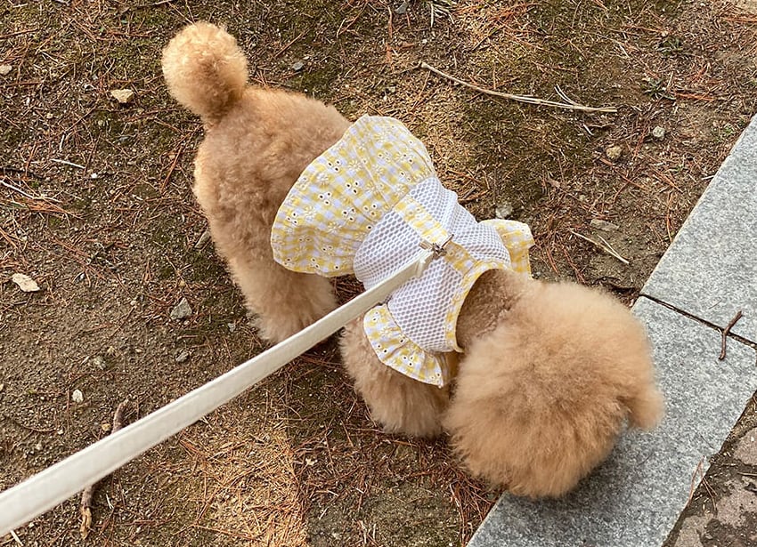 SALE】 bibi onepiece harness XS ~ XL 3color / 犬服 春夏 新作