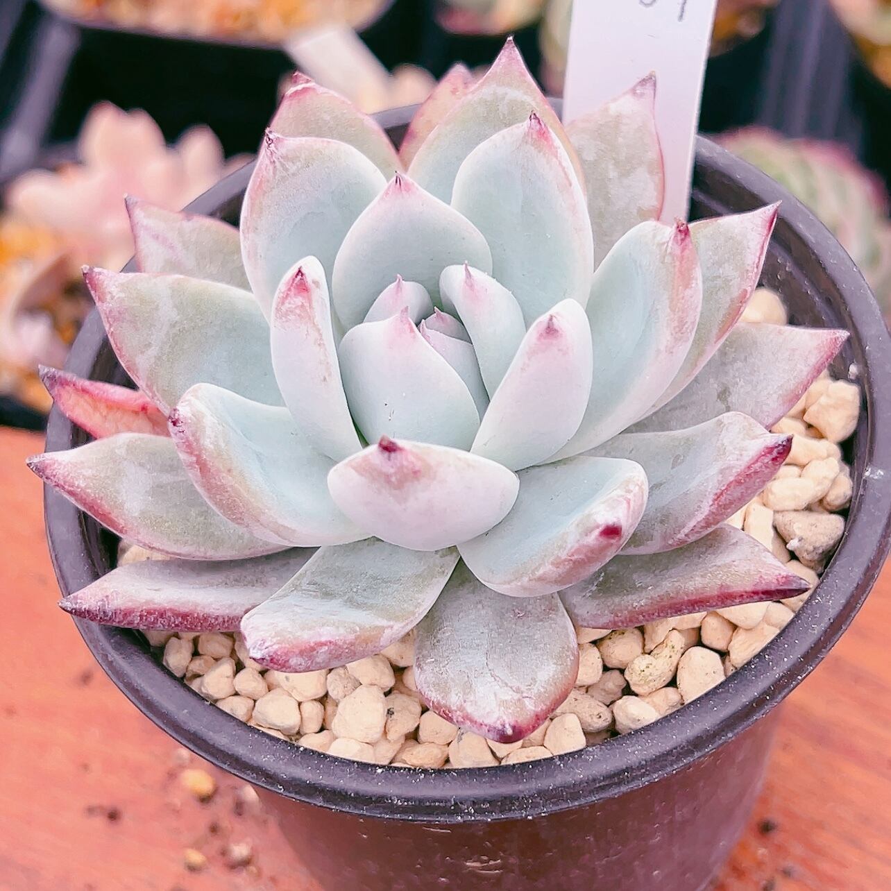 ブラックサバス◎多肉植物 カット苗 韓国苗 エケベリア等 ブラックサバス◎多肉植物 カット苗 韓国苗 エケベリア等