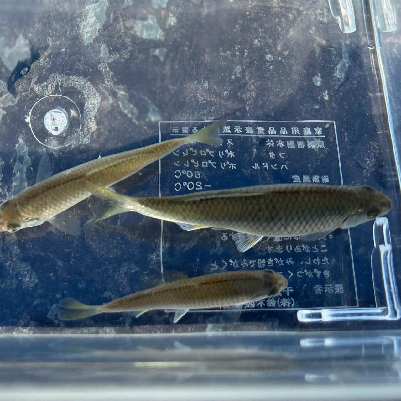 ※セット販売※(淡水魚)カネヒラ (5〜8cm±)(メス・3匹)【生体】