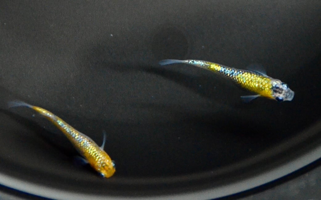 ！健生メダカ！天界メダカ1p 健生メダカ！天界メダカ1p