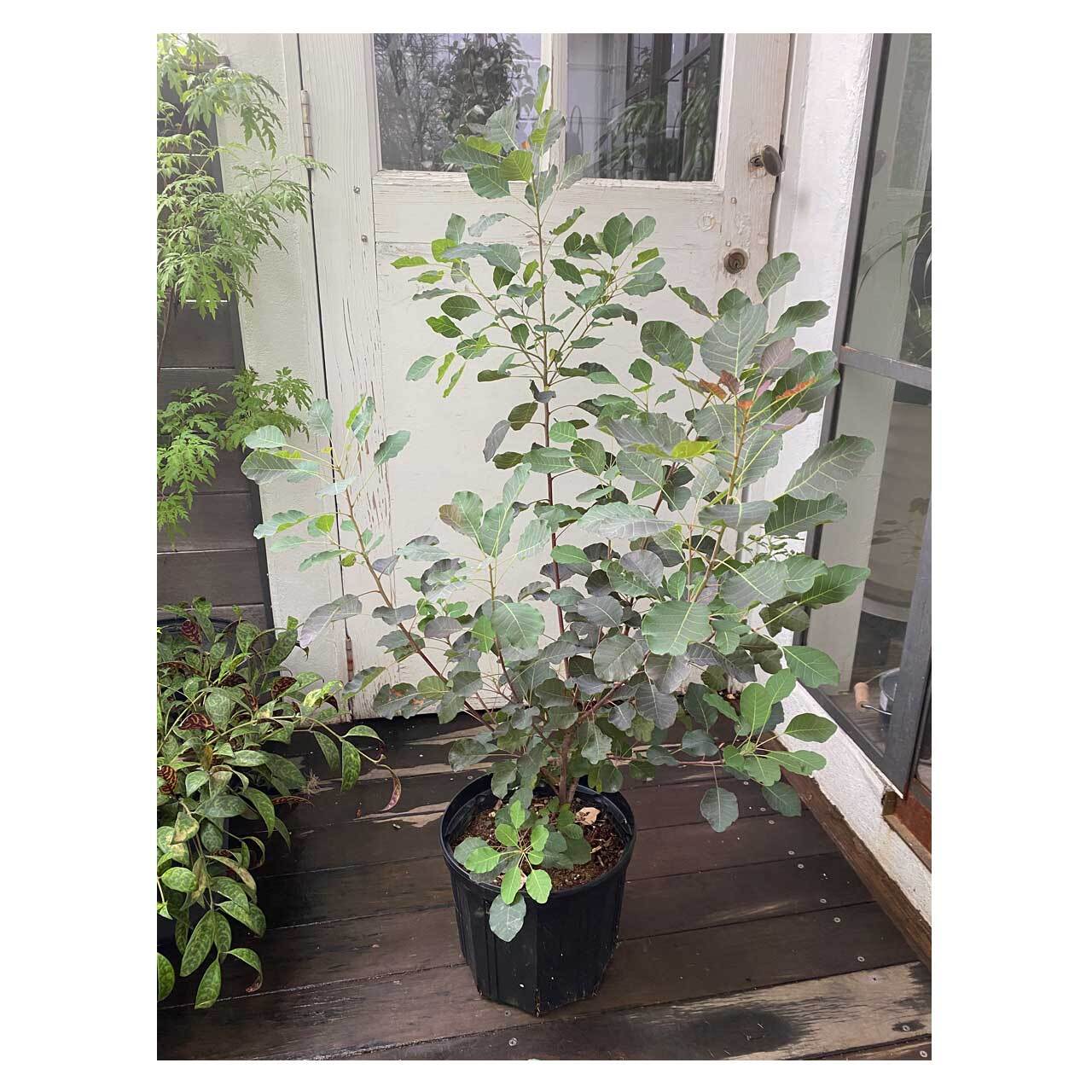 Smoke Tree 'Dusky Maiden' | Seeding