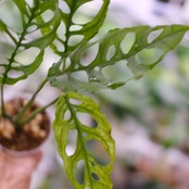 【実生】モンステラ オブリクア ペルー / Monstera Obliqua Peru⑥ / 観葉植物