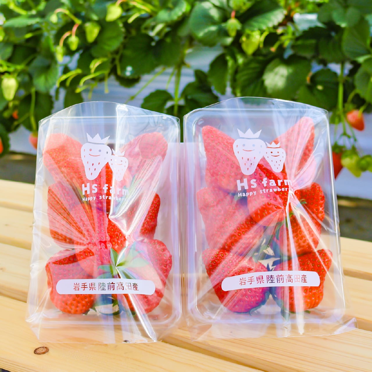 【春特価！お座敷のみ】いちご屋ハイキャパ外部ソーストイガン 採れたていちご 250g×2パック | Hsfarm 直売所