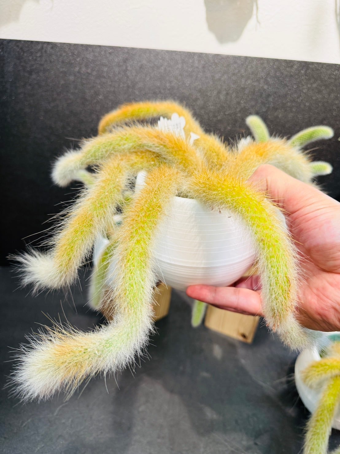 ヒルデウィンテラ カラデモノニス 猫のしっぽサボテン ヒモサボテン