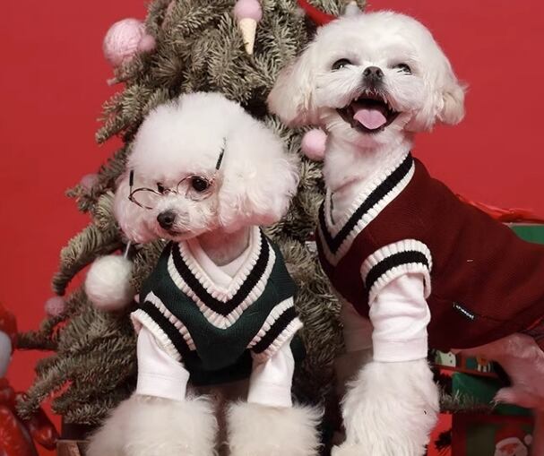 ドッグ 犬 中型犬 小型犬 ドッグウェア 室内着 ベスト アウター コスチューム スリム ストレート 肩出し アップリケ かわいい きれいめ シンプル カジュアル 上品 おしゃれ かっこいい ボーイッシュ スポーティー ルーズ 個性的 クール フォーマル かっちり キュート 都会的 クラシカル カレッジ風 学生風 プレッピー シンプル シック 無地 春 秋 春服 秋服 男の子 女の子 成犬 スクール デート お出かけ 旅行 公園 休日 ホテル ショッピング ガーデン 散歩 室内 おうち 重ね着