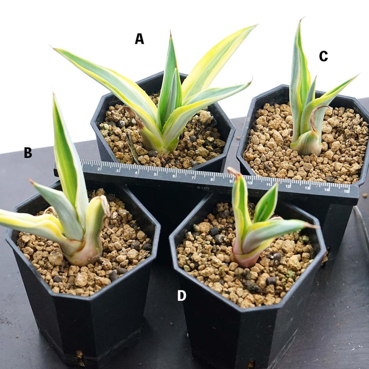 抜き苗 ギャラクティックトラベラー 小苗 Agave desmetiana 'Galactic Traveller'