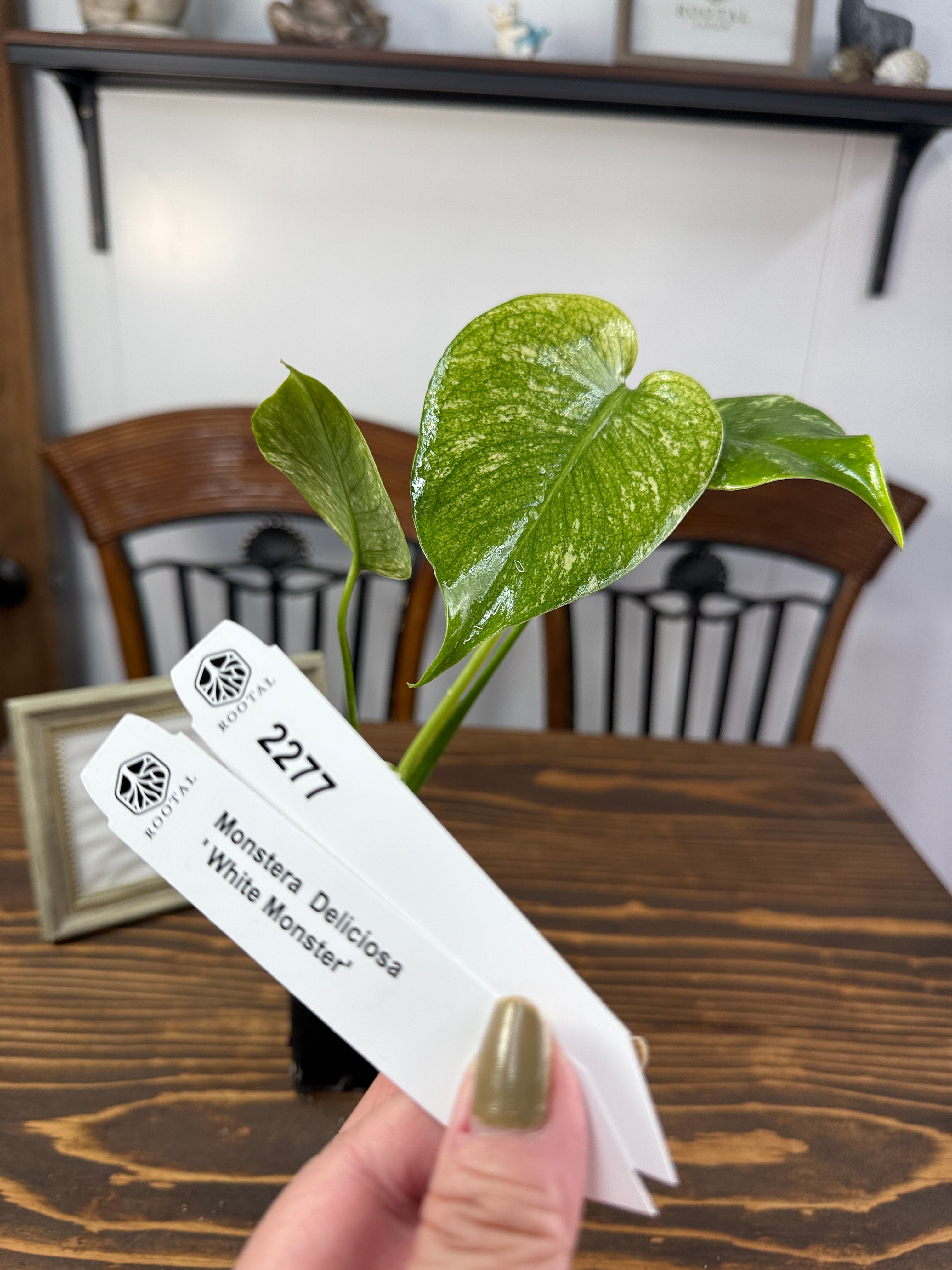 モンステラ | ROOTALPLANTS