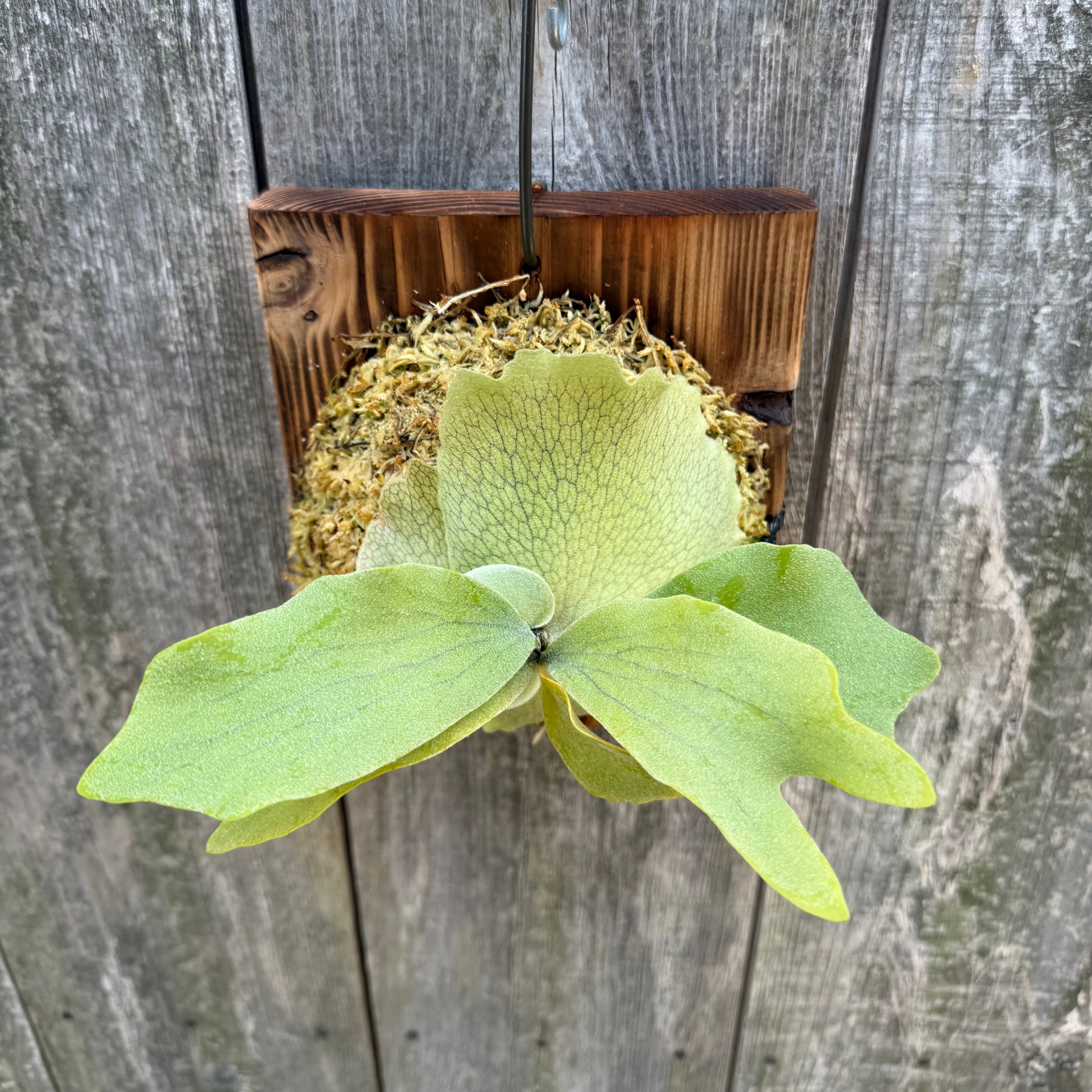 P.willinckii “O.M.G“,P.Elsa 12th oasis sporeling | naturefix