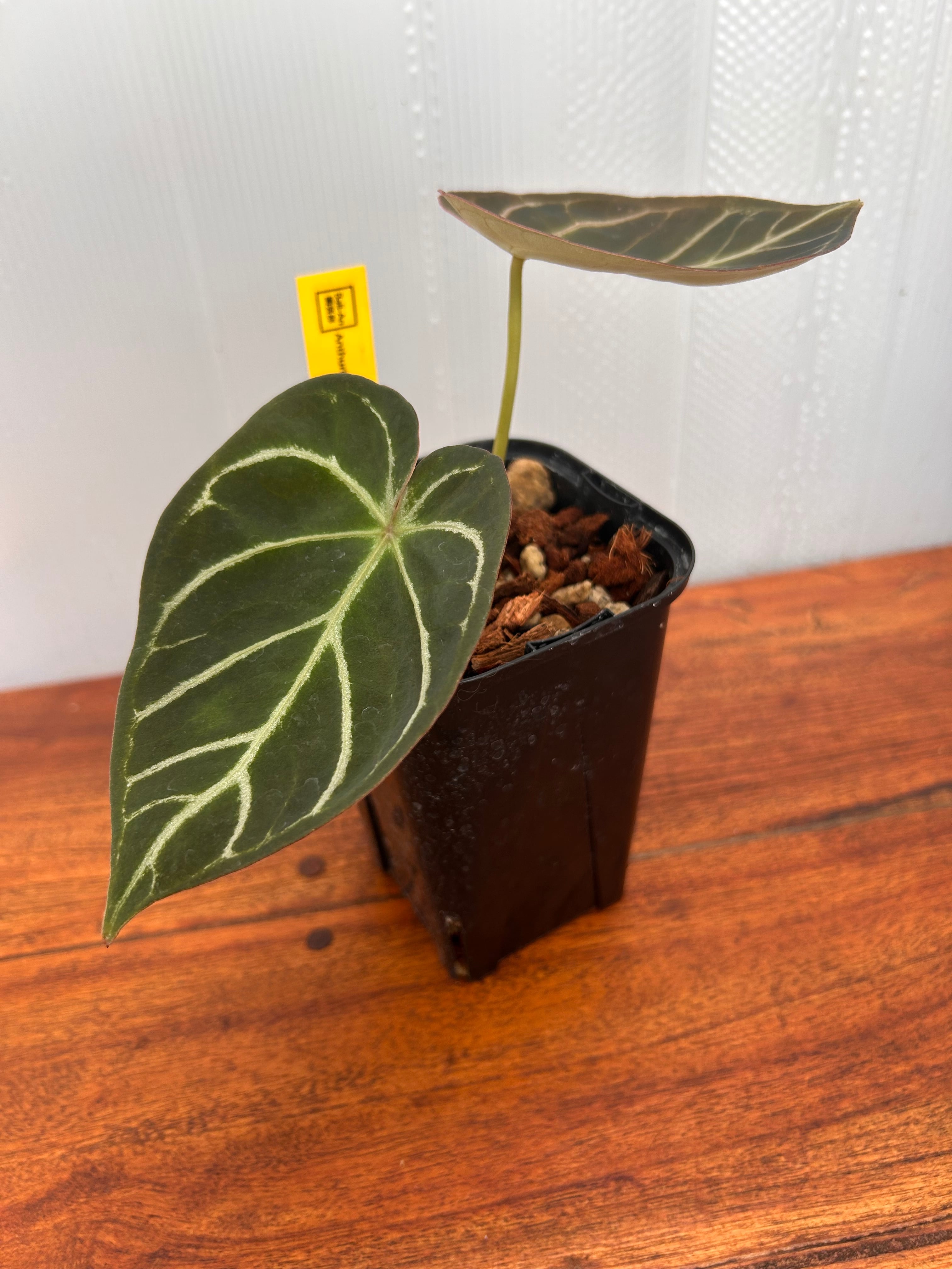 Anthurium | BALI-AN 園芸