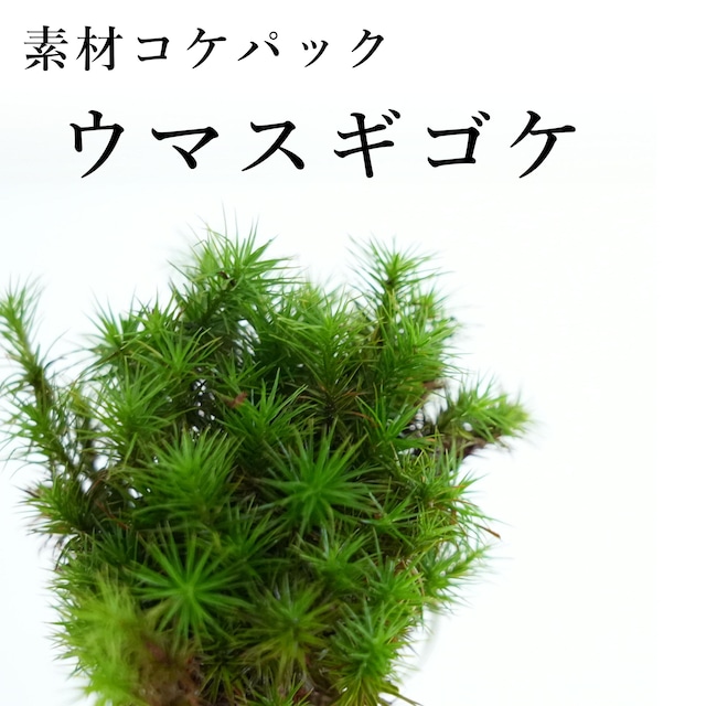 ウマスギゴケ　苔テラリウム・苔盆栽作製用素材苔　◆鉢植え屋外での栽培におすすめ