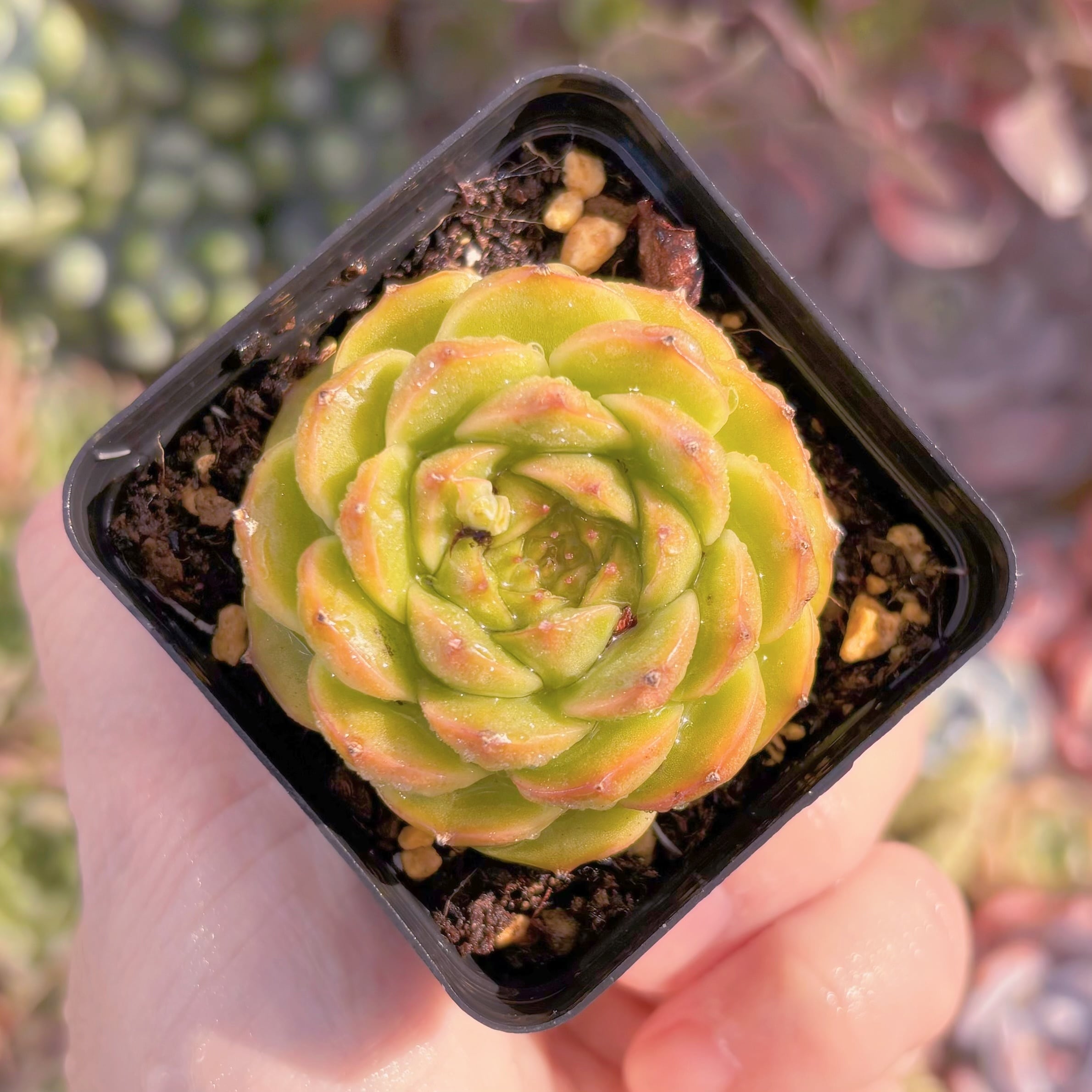 現品　墨玉#677　るる農園