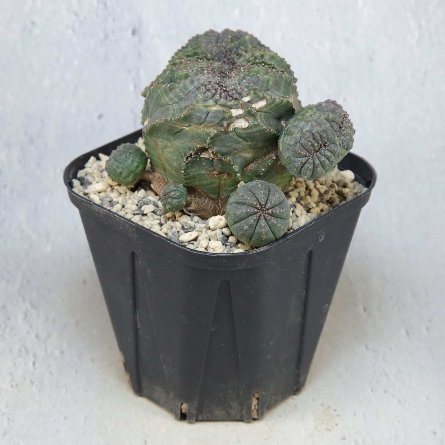 超厳選株】大株 最大幅約8.6cm 仔吹き 円扇綴化 オベサ