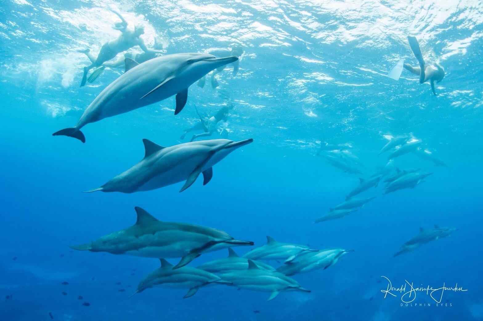 Clue From the Universe 』DVD | GOMAFU RECORD