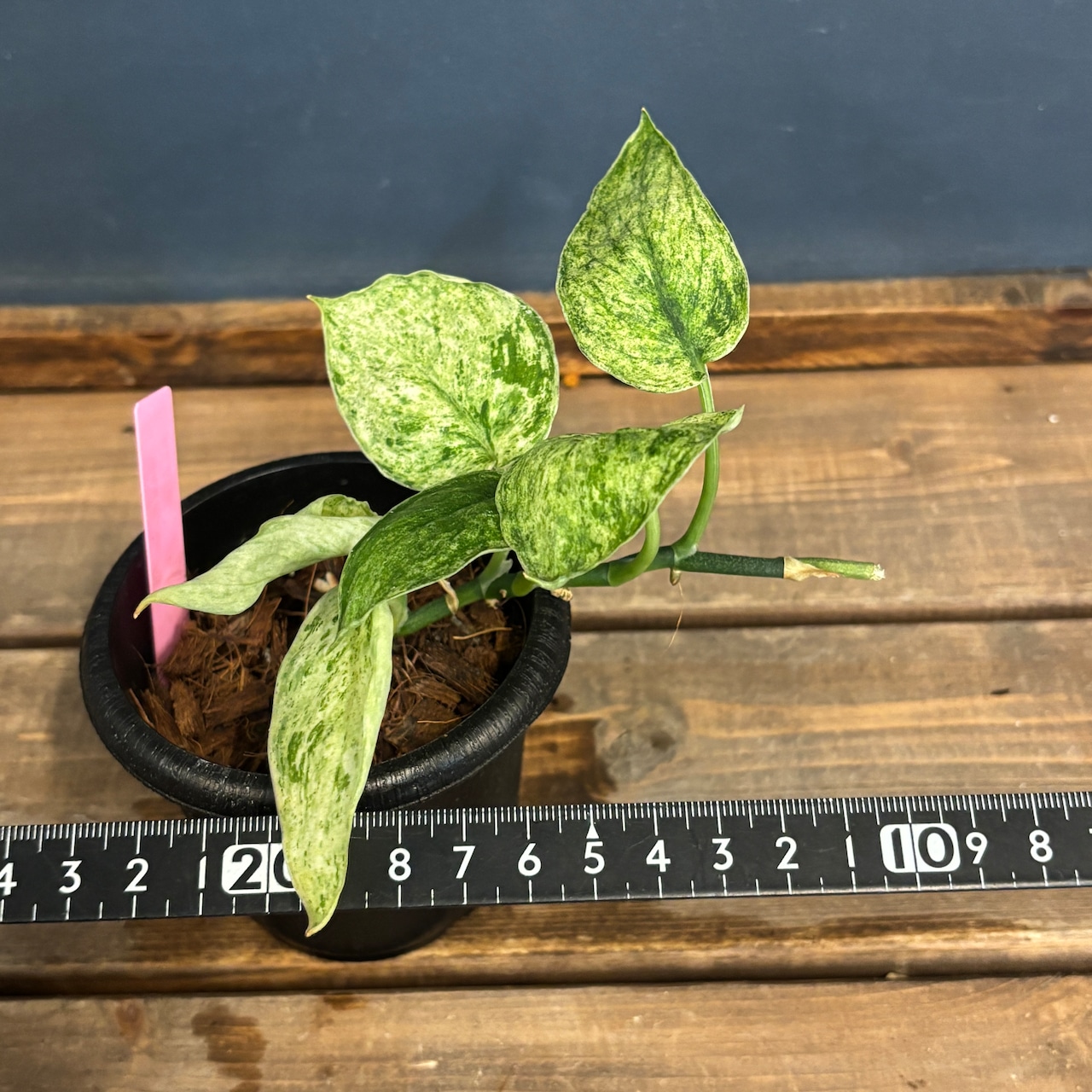 【クリアランス】スキンダプサス　Jade satin marble【833】