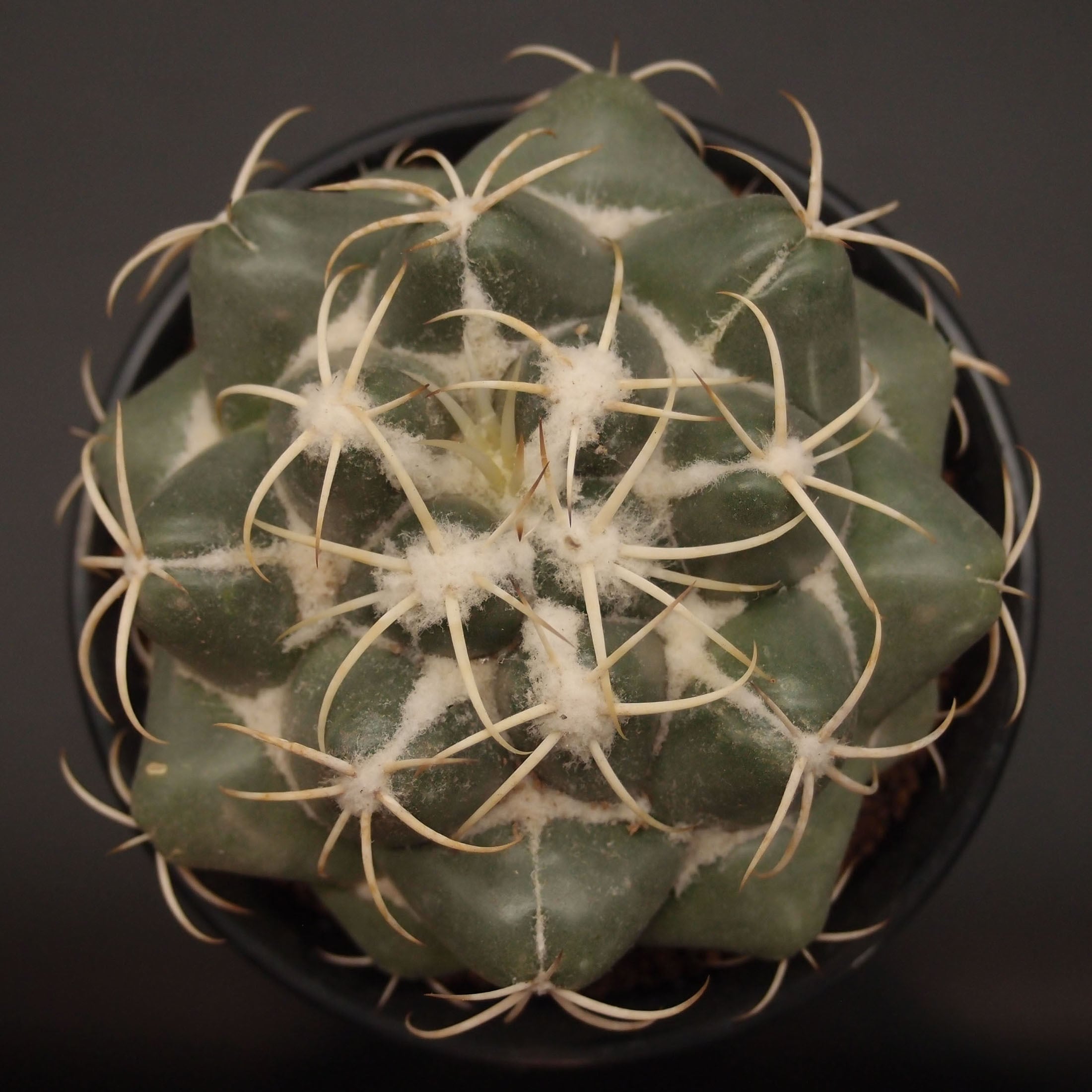 コリファンタ属 | 万緑 BAN RYOKU