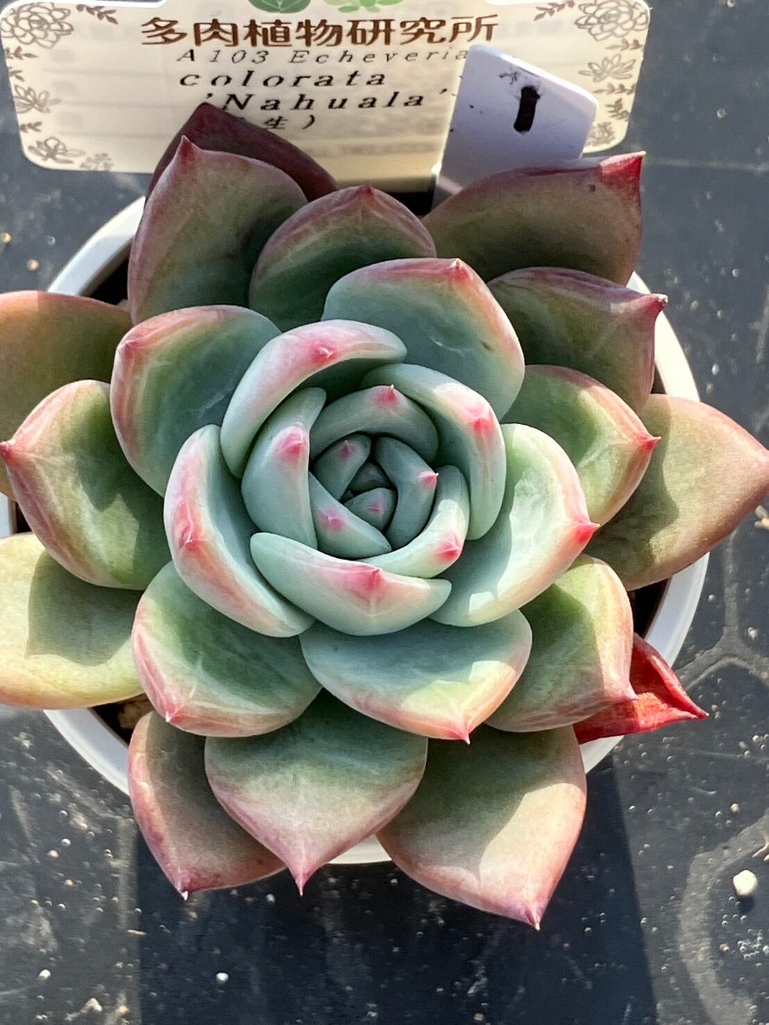 現物商品】コロラータ ナウアラ 実生 ① | 多肉植物研究所