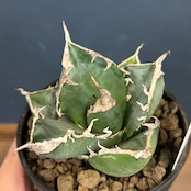 アガベ チタノタ 南アフリカダイヤモンド(SAD)【351】