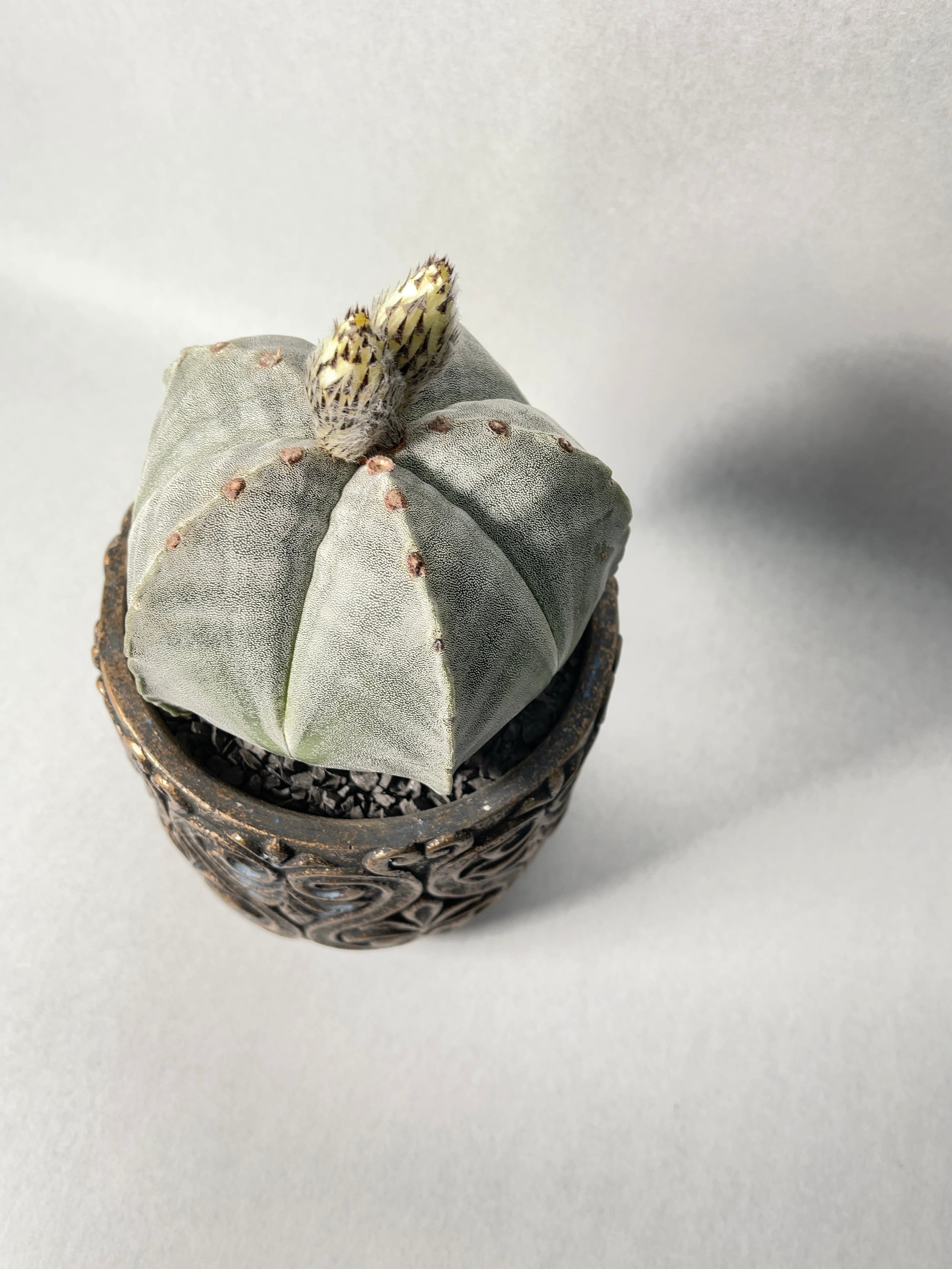 ■恩塚ランポー玉/アストロフィツム ストロンギロゴナム塊根部12.5cm■発根済 □恩塚ランポー玉/アストロフィツム ストロンギロゴナム塊根部12.5cm□