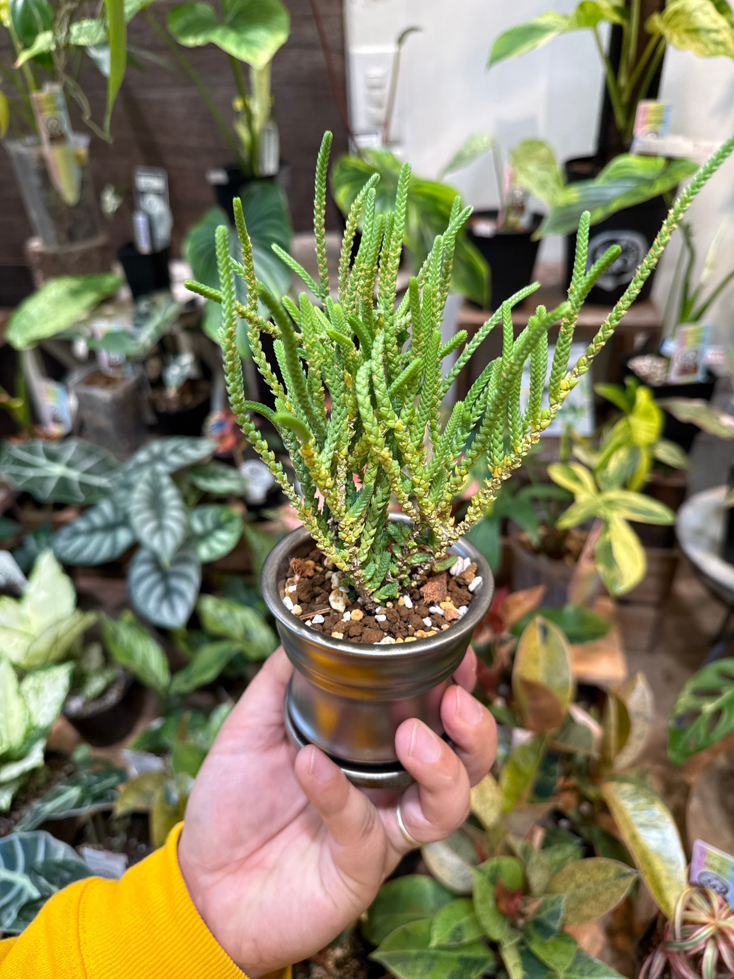 ②(ミニ観葉鉢植えセット) クラッスラ 若緑 | Gardenえん 【観葉熱帯植物】